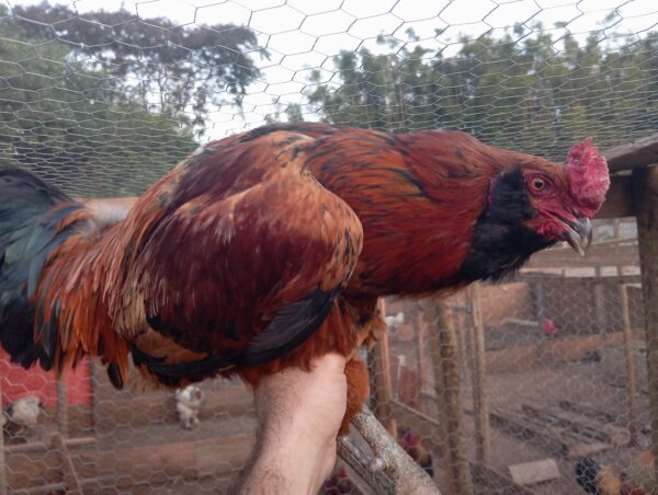 Galo Ameraucana Adulto