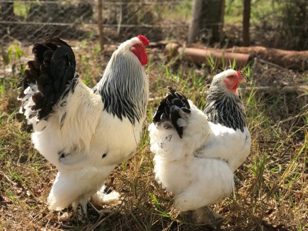 casal-galinha-Brahma-light