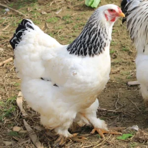 Galinha Brahma Light