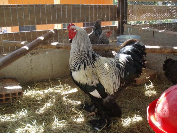 Galo Brahma Dark