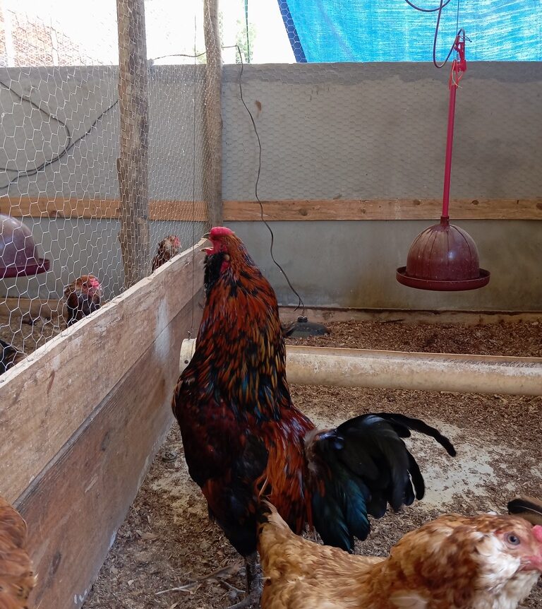 Galinha Ameraucana Preço