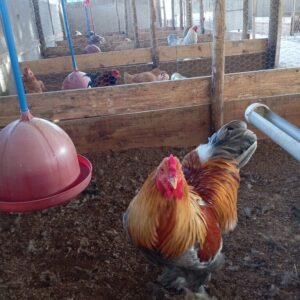 Galo Brahma Perdiz Azul