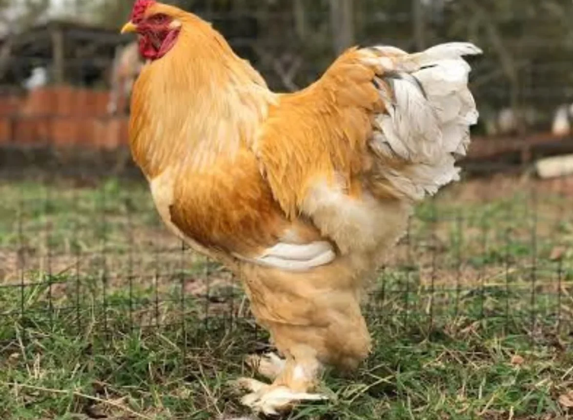 galinha brahma preço