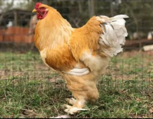 galinha brahma preço