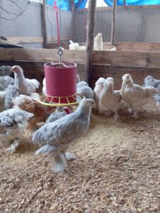Frango Brahma Cinza